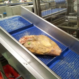 Meat Processing Belting